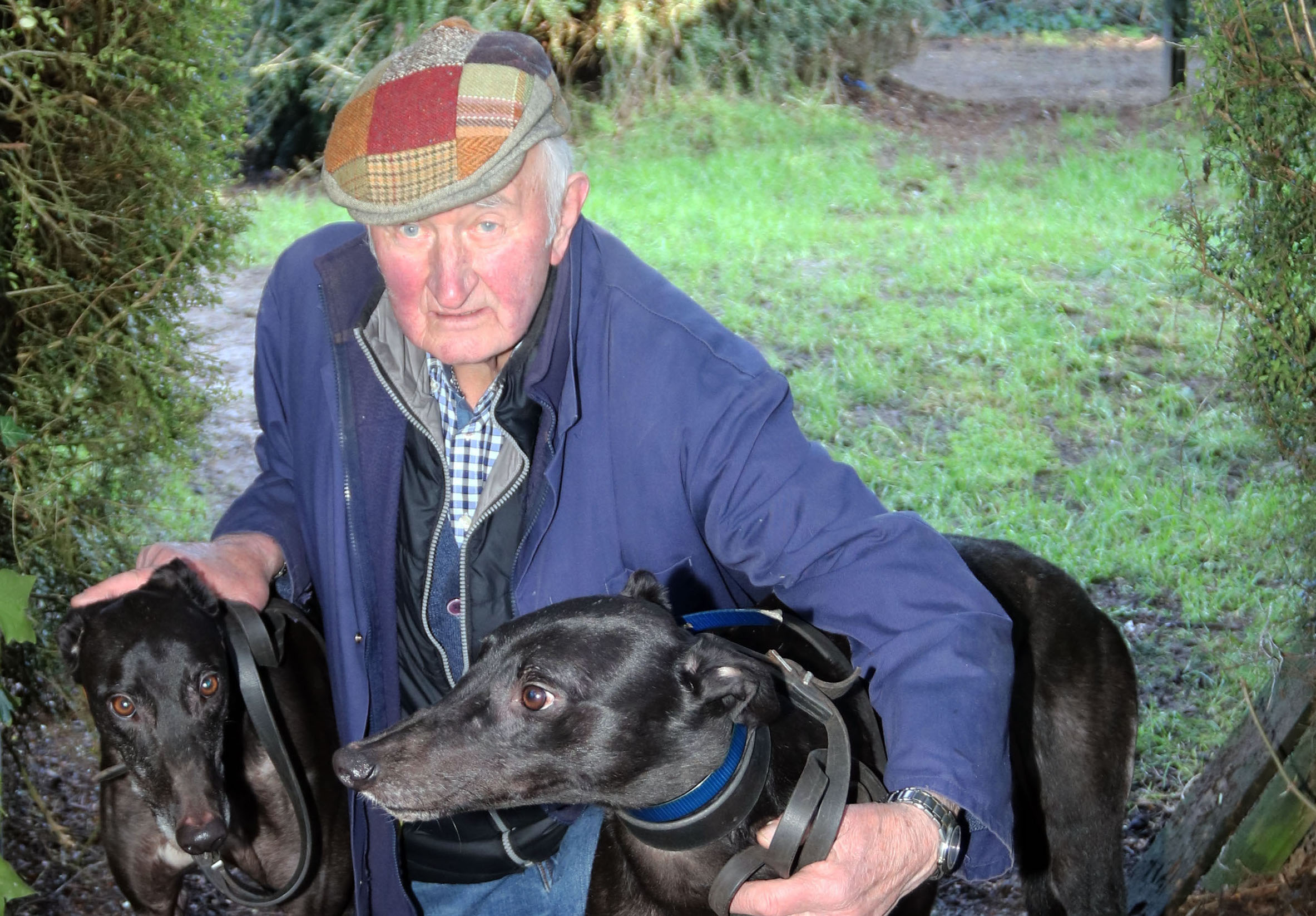 ﻿65 years and counting for Limerick greyhound trainer Denis O’ Malley